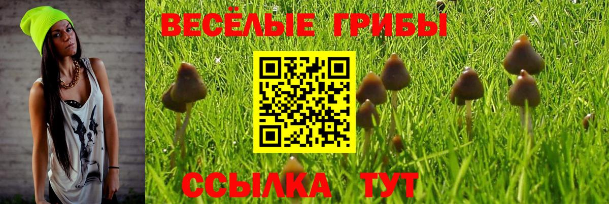 Галлюциногенные грибы Psilocybe Берёзовский